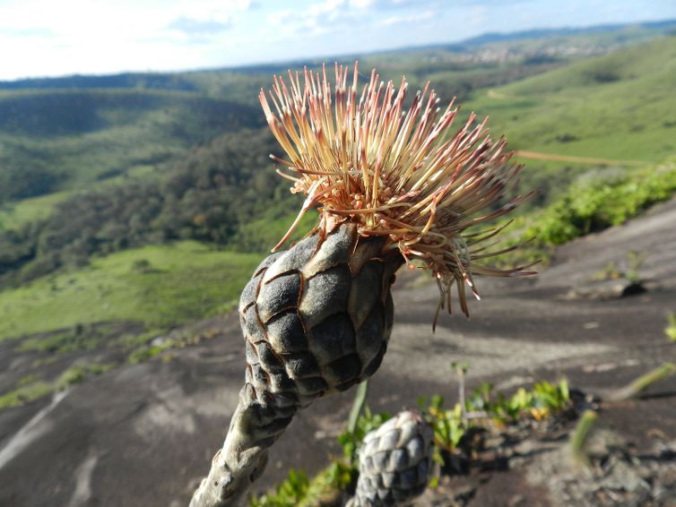 Brasília (DF), 16/05/2025 - Flor de Wunderlichia azulensis, árvore rupícola ameaçada e endêmica de inselberg da Mata Atlântica. Foto: Dayvid R. Couto/Divulgação