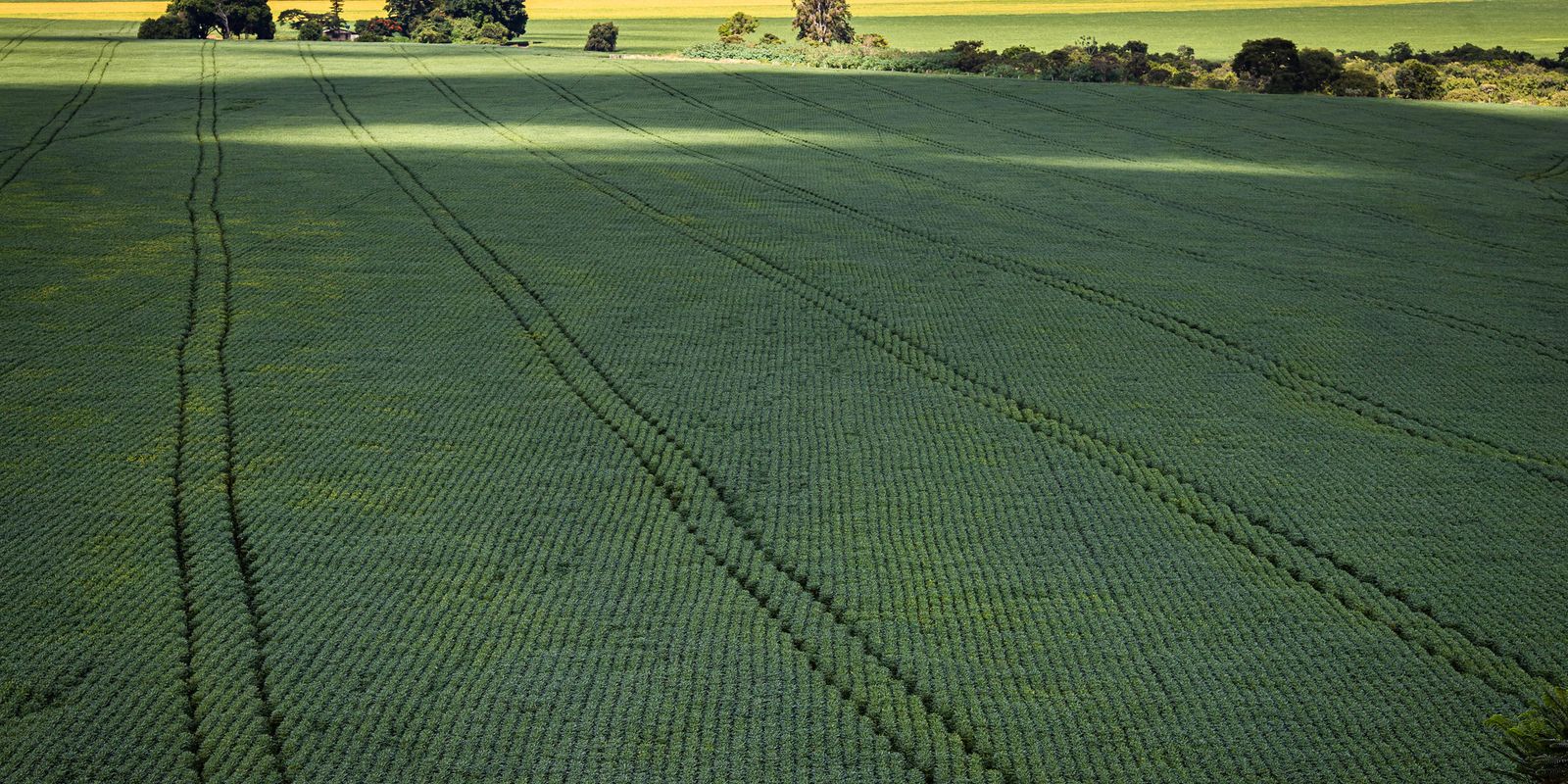 Agricultura vai querer voltar para mercado de carbono, diz Haddad