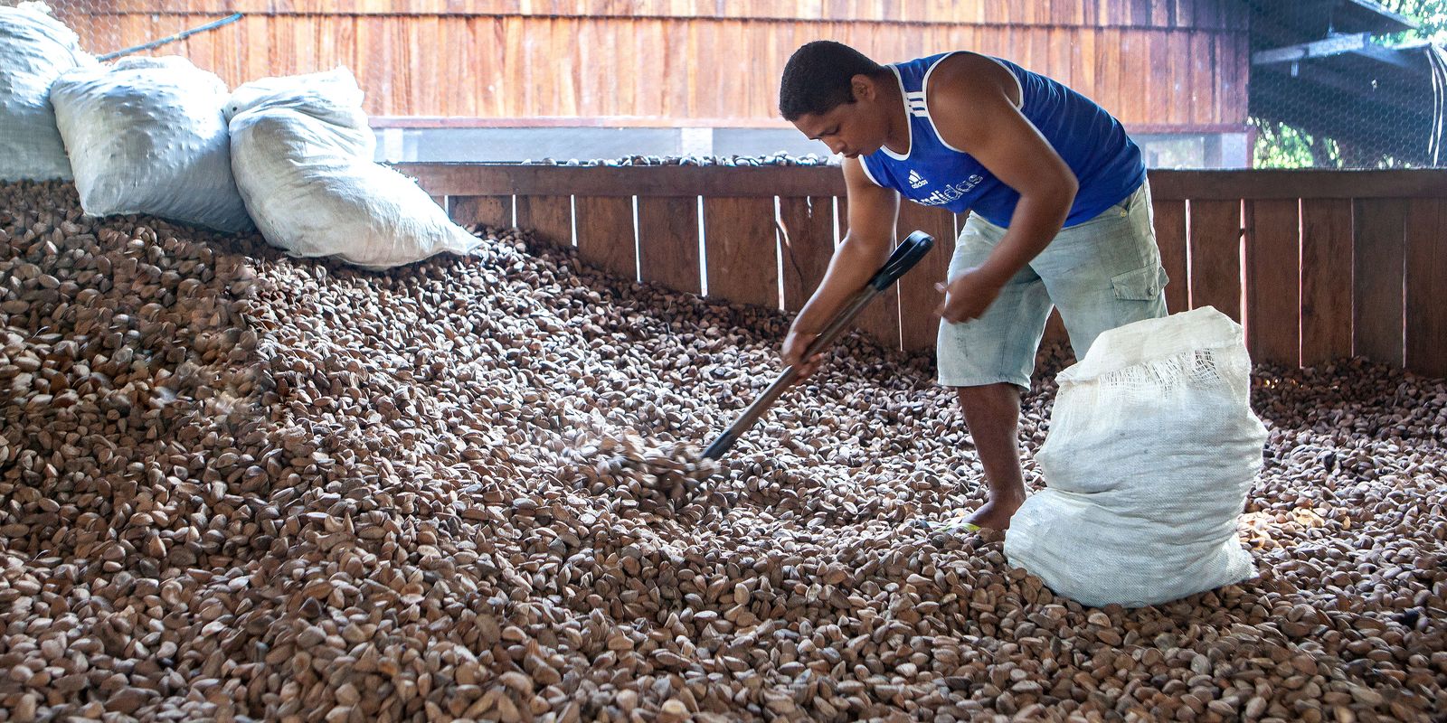 Embrapa: castanha impulsiona desenvolvimento sustentável na Amazônia