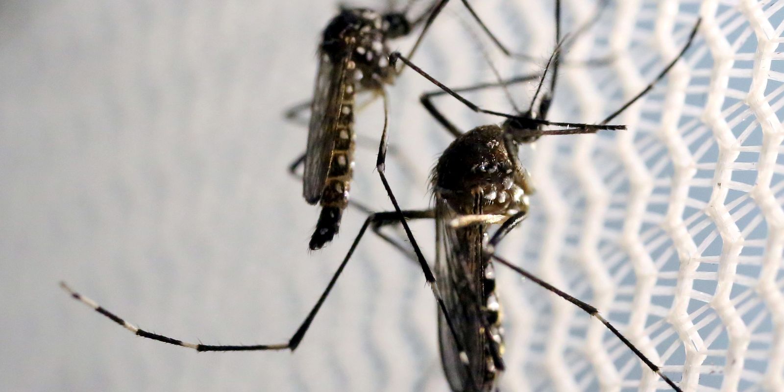 Quase 4 bilhões de pessoas correm risco de infecção pelo Aedes