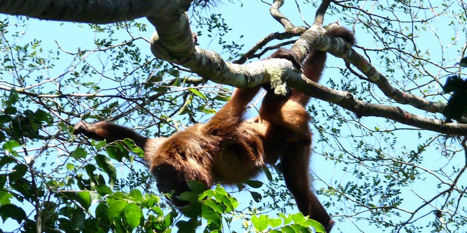 Mais sete macacos bugios são soltos no Parque Nacional da Tijuca 