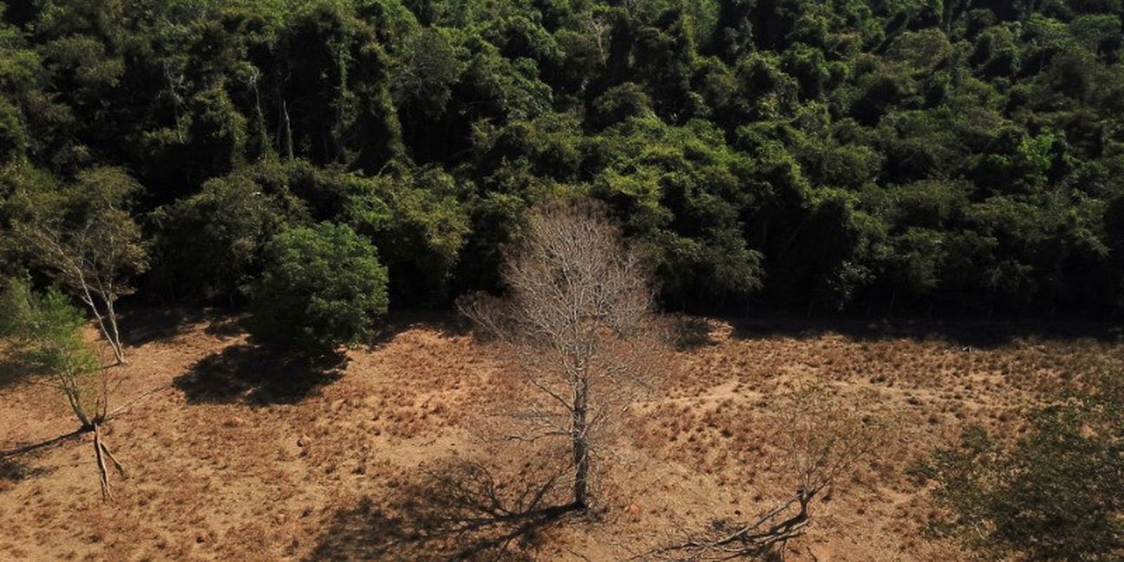 Cerrado perde em janeiro área equivalente à de Maceió