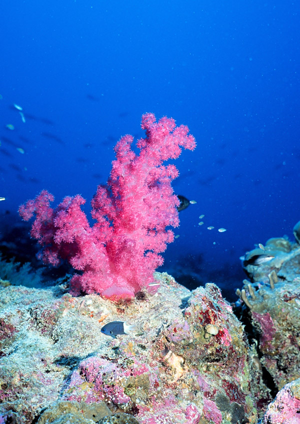 Cientistas criam novo mapa global de recifes de coral