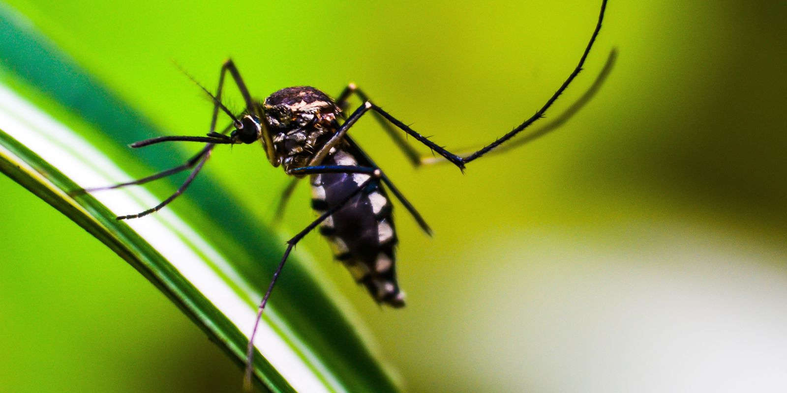 Saiba como funcionam os polos para pacientes com dengue no Rio