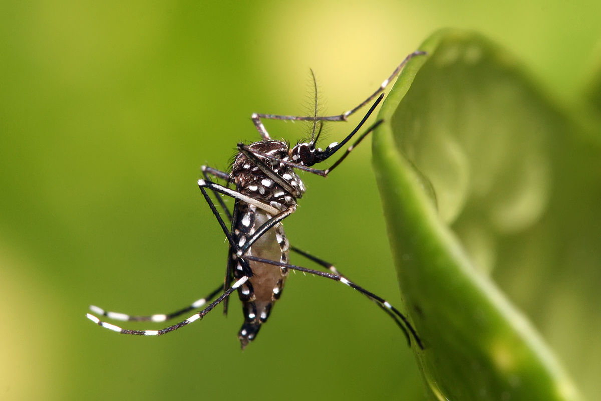 As Américas relatam o triplo do número de casos de dengue do que em 2023