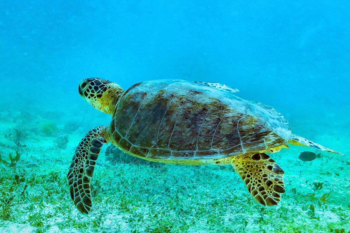 Tartarugas com tumores indicam que praias estão muito poluídas