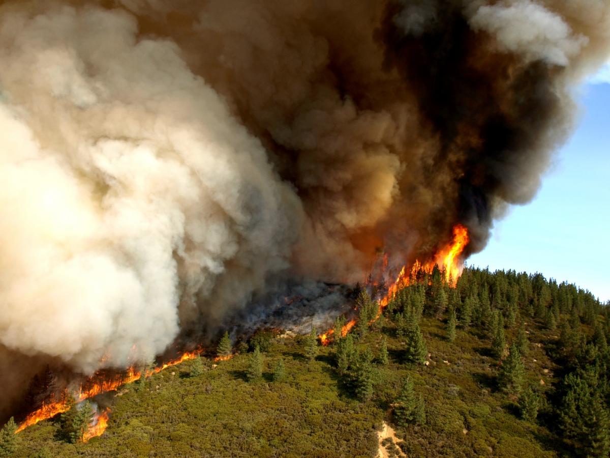 Uma onda de incêndios florestais na América Latina: quem é o culpado?