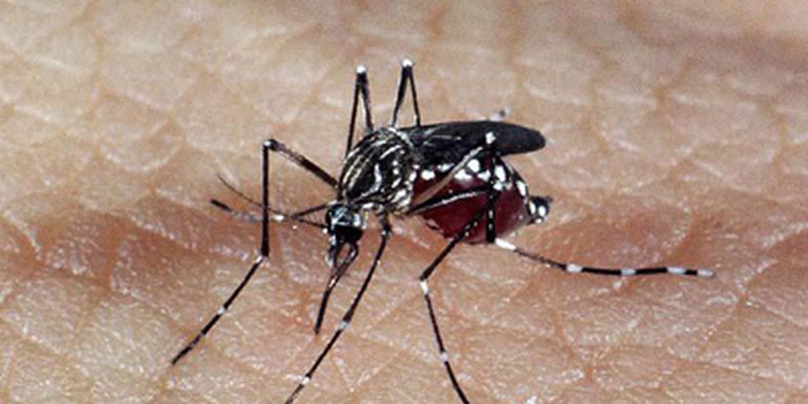 Brasil tem 391 mortes por dengue