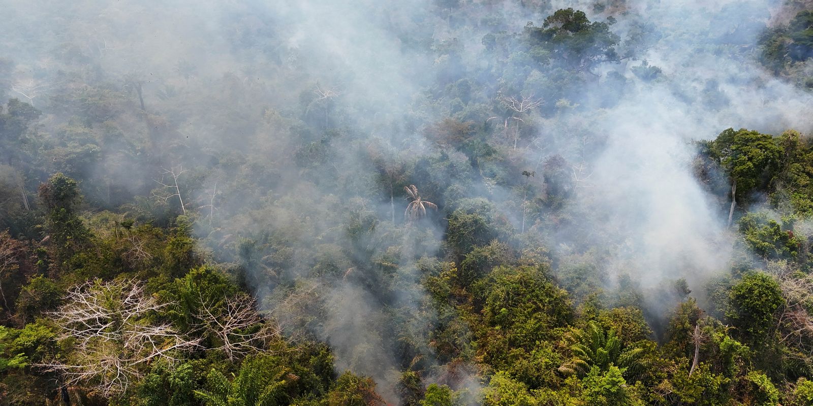 Cobertura florestal mundial perde 3,7 milhões de hectares em 2023