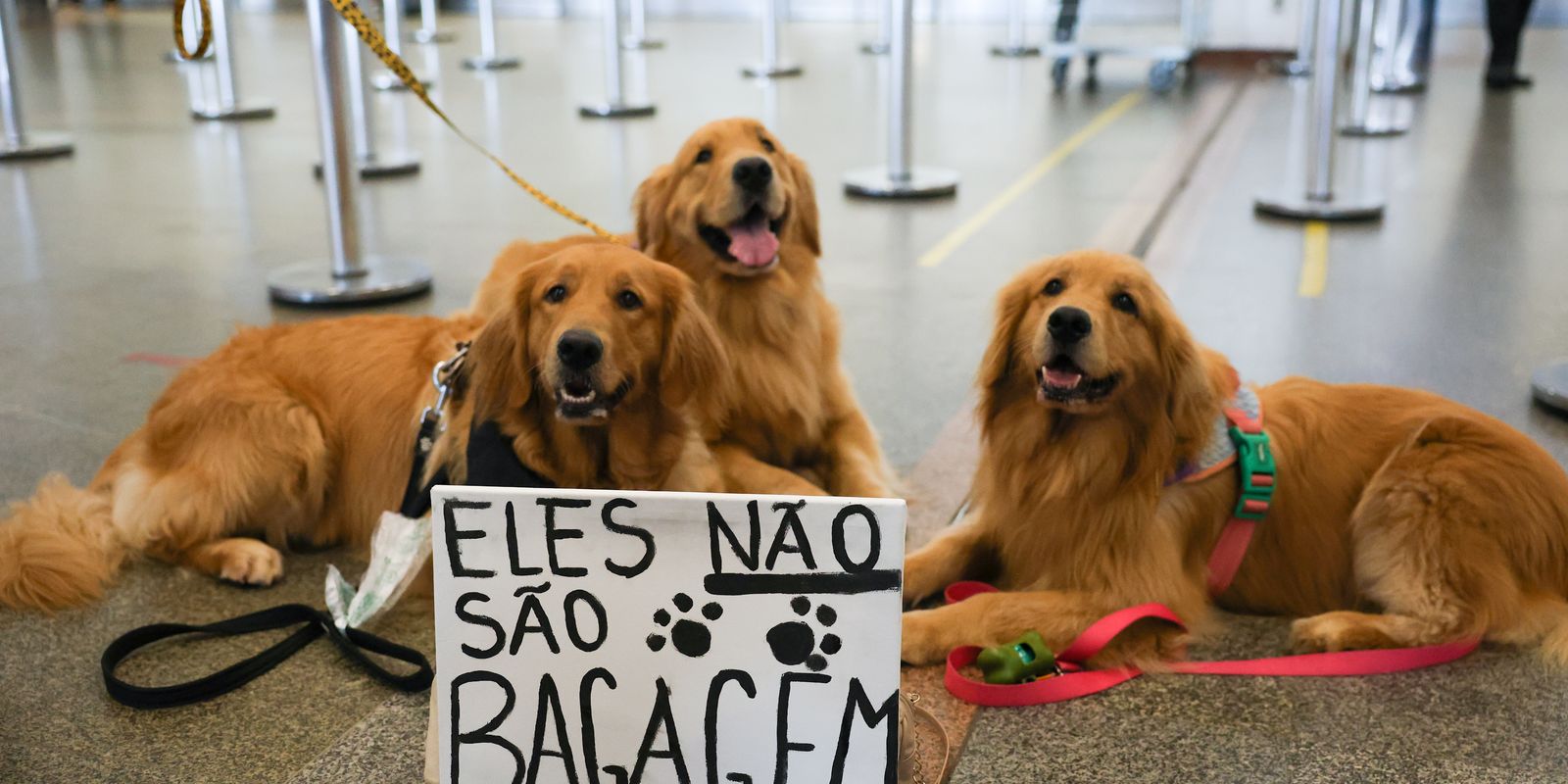 Após morte de Joca, tutores se manifestam no aeroporto de Brasília