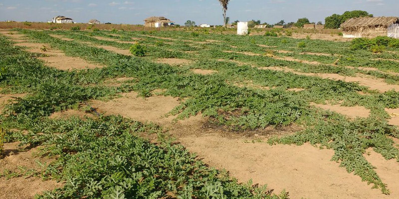 Conflitos no campo foram recorde em 2023, mas área em disputa diminuiu