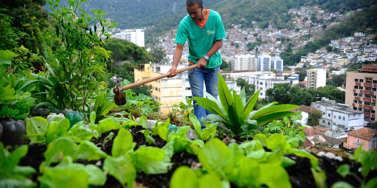 Produção local de alimentos pode melhorar dieta em grandes centros