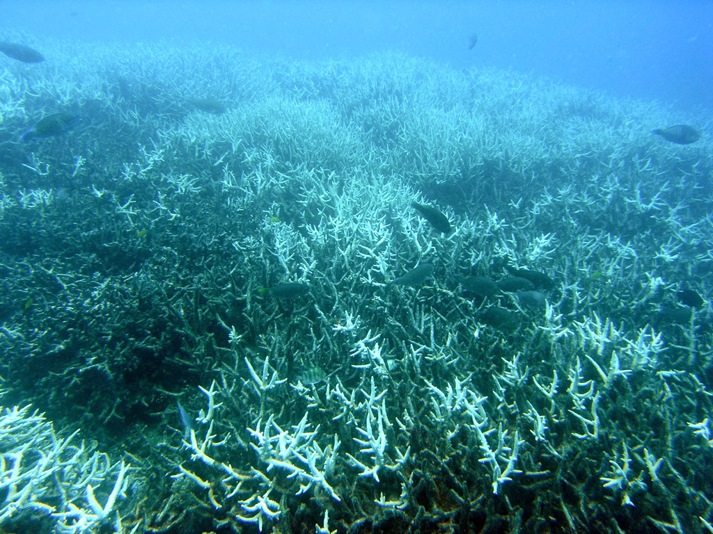 Branqueamento em massa detectado na Grande Barreira de Corais da Austrália