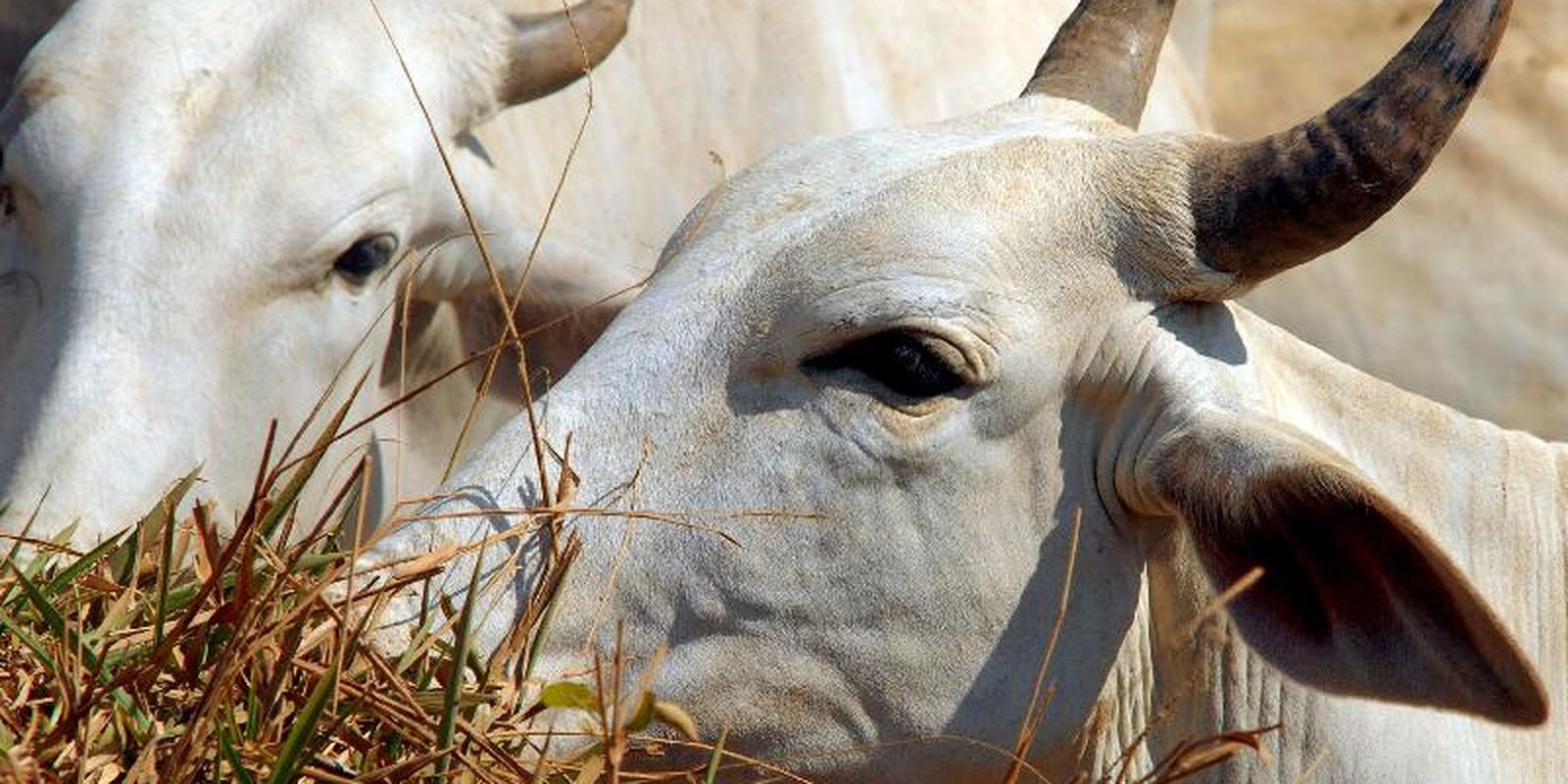 Brasil regula abate e processamento de animais para mercado religioso