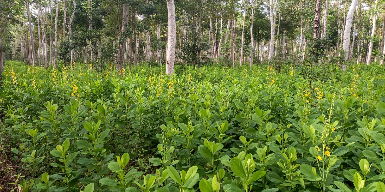 Brasil deve recuperar 25 milhões de hectares de vegetação nativa