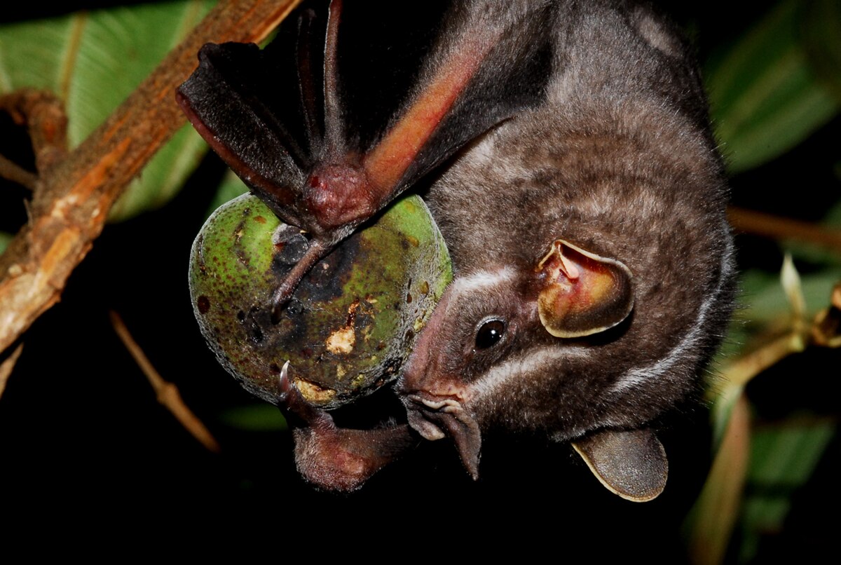 Vigilância em morcegos da Mata Atlântica vai monitorar vírus que podem ameaçar saúde humana