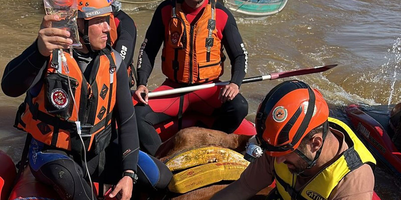 Égua Caramelo é resgatada de telhado de casa no Rio Grande do Sul