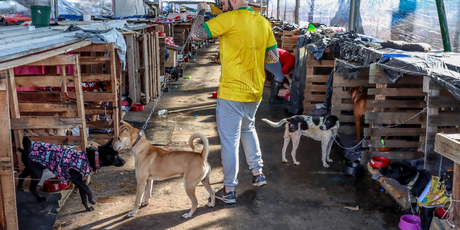 Animais domésticos continuam sendo resgatados de áreas alagadas no RS