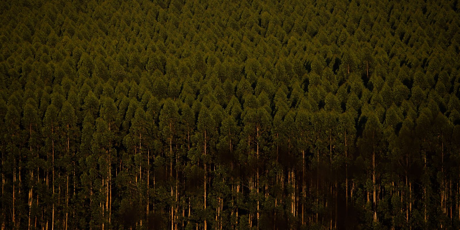 Câmara retira plantação de eucalipto da lista de atividades poluidoras