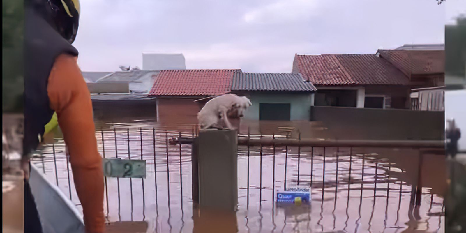 Pelo menos 3,5 mil animais ilhados pela chuva foram resgatados no RS