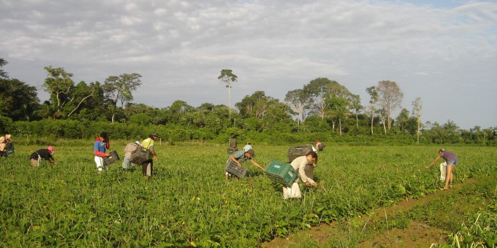 CMN reduz para R$ 200 mil limite de enquadramento no Proagro