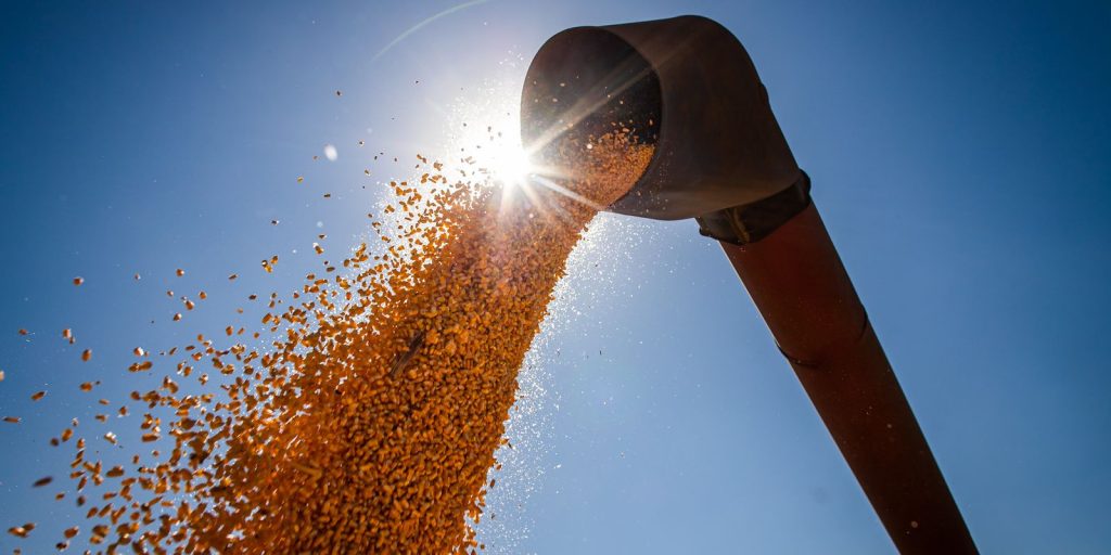Brasil poderá ter novo recorde na produção de grãos na safra 2024/2025