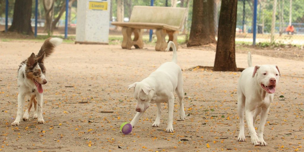 Governo sanciona lei que proíbe tatuagens e piercings em cães e gatos
