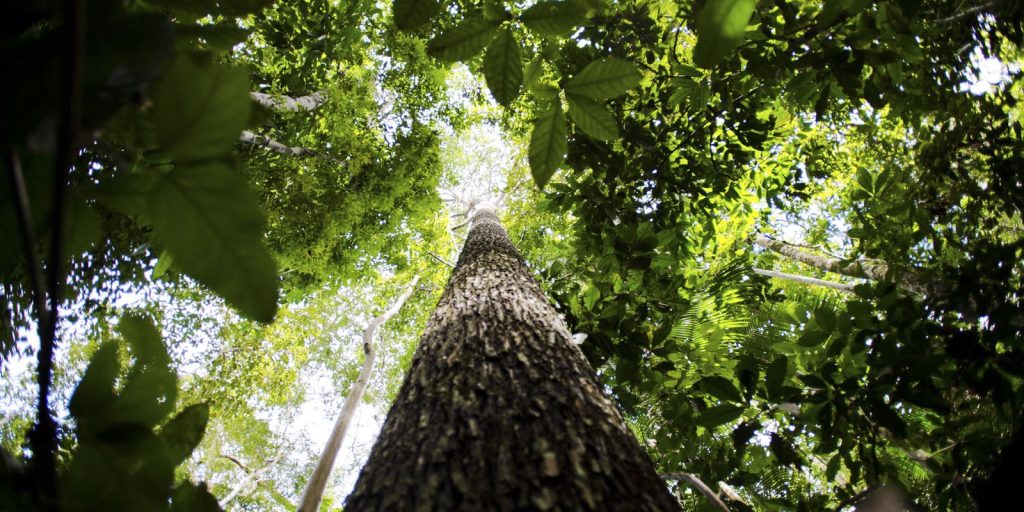 Potencial de estados com crédito de carbono na Amazônia passa de 10 bi